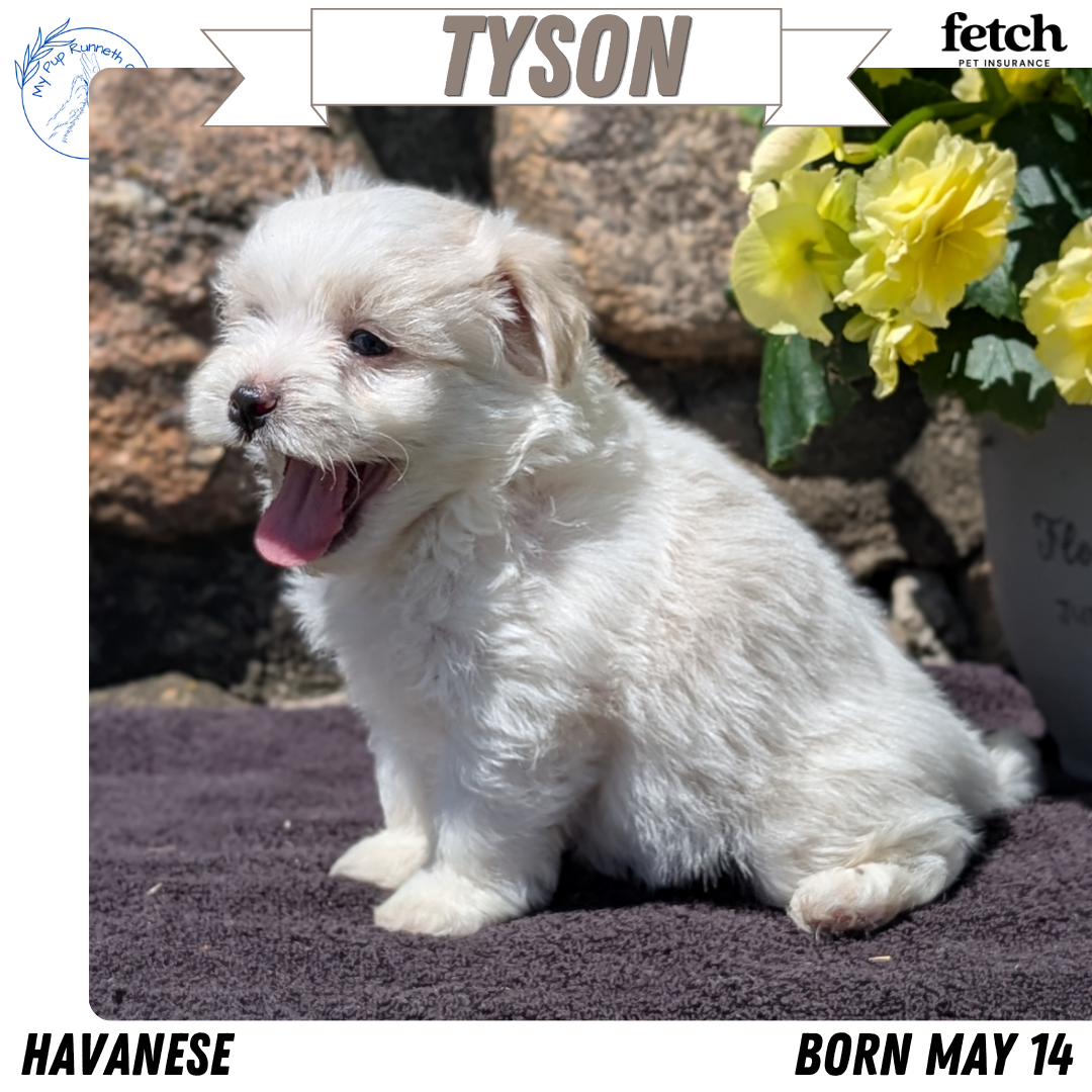 HAVANESE (MAY 14) MALES