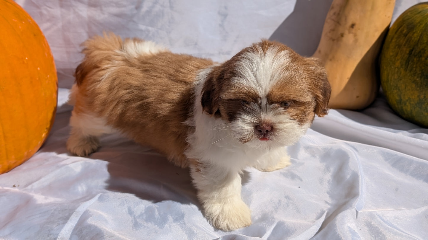 SHIH TZU (07/18) MALE