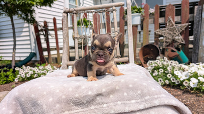FRENCH BULLDOG (05/16) FEMALE