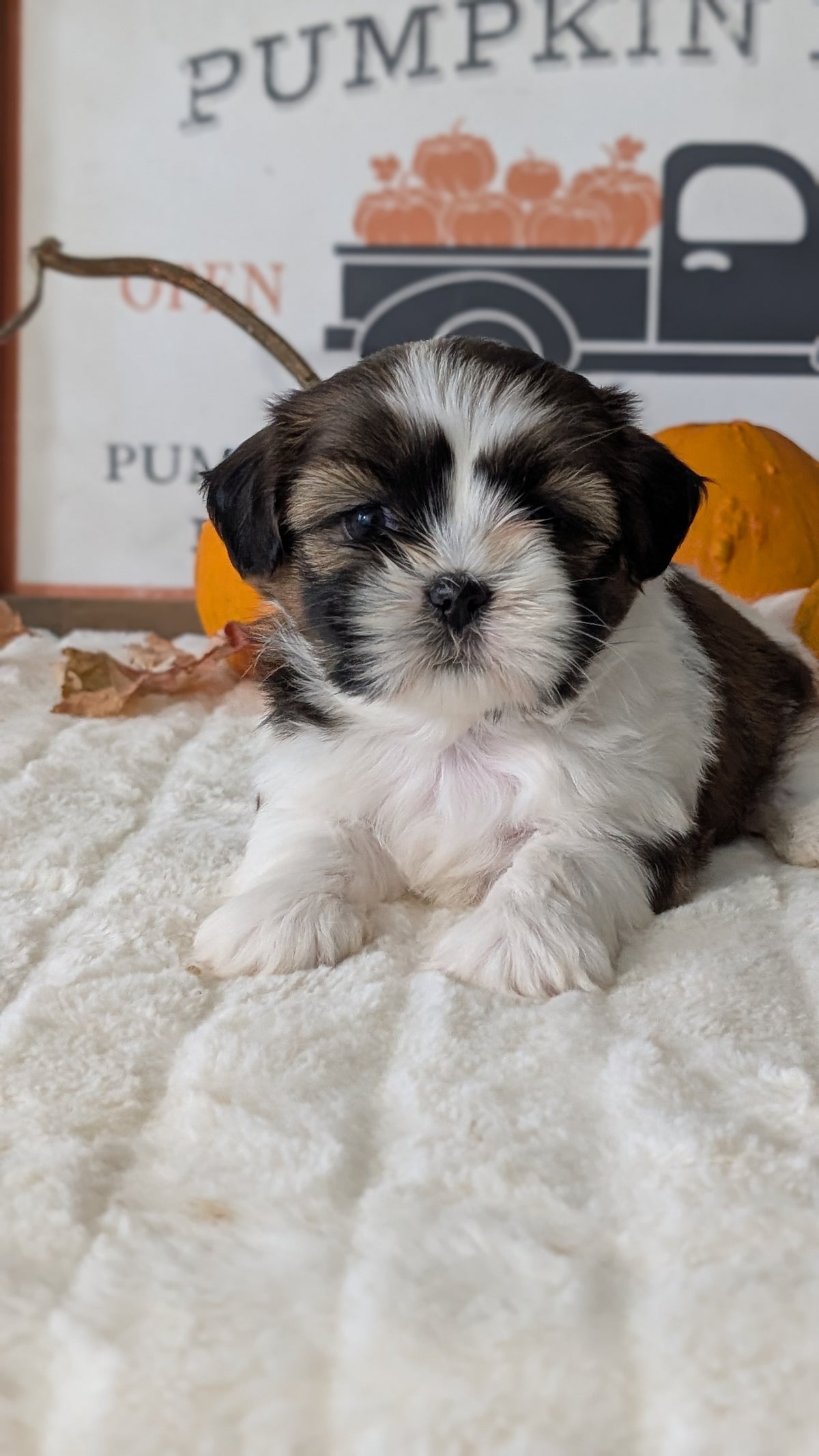SHIH TZU (AUG 17) 2 FEMALES/3 MALES