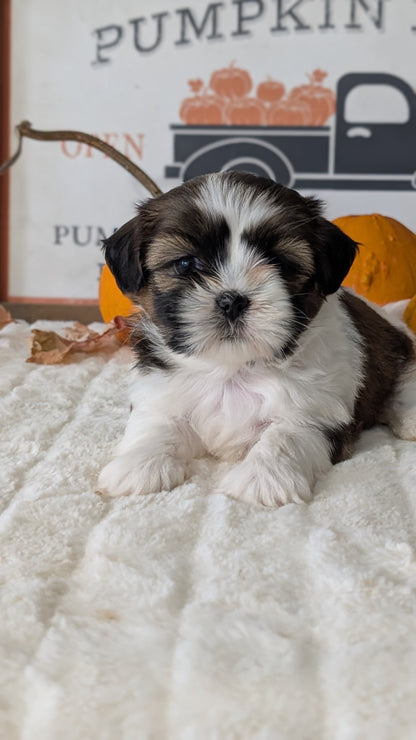 SHIH TZU (AUG 17) 2 FEMALES/3 MALES