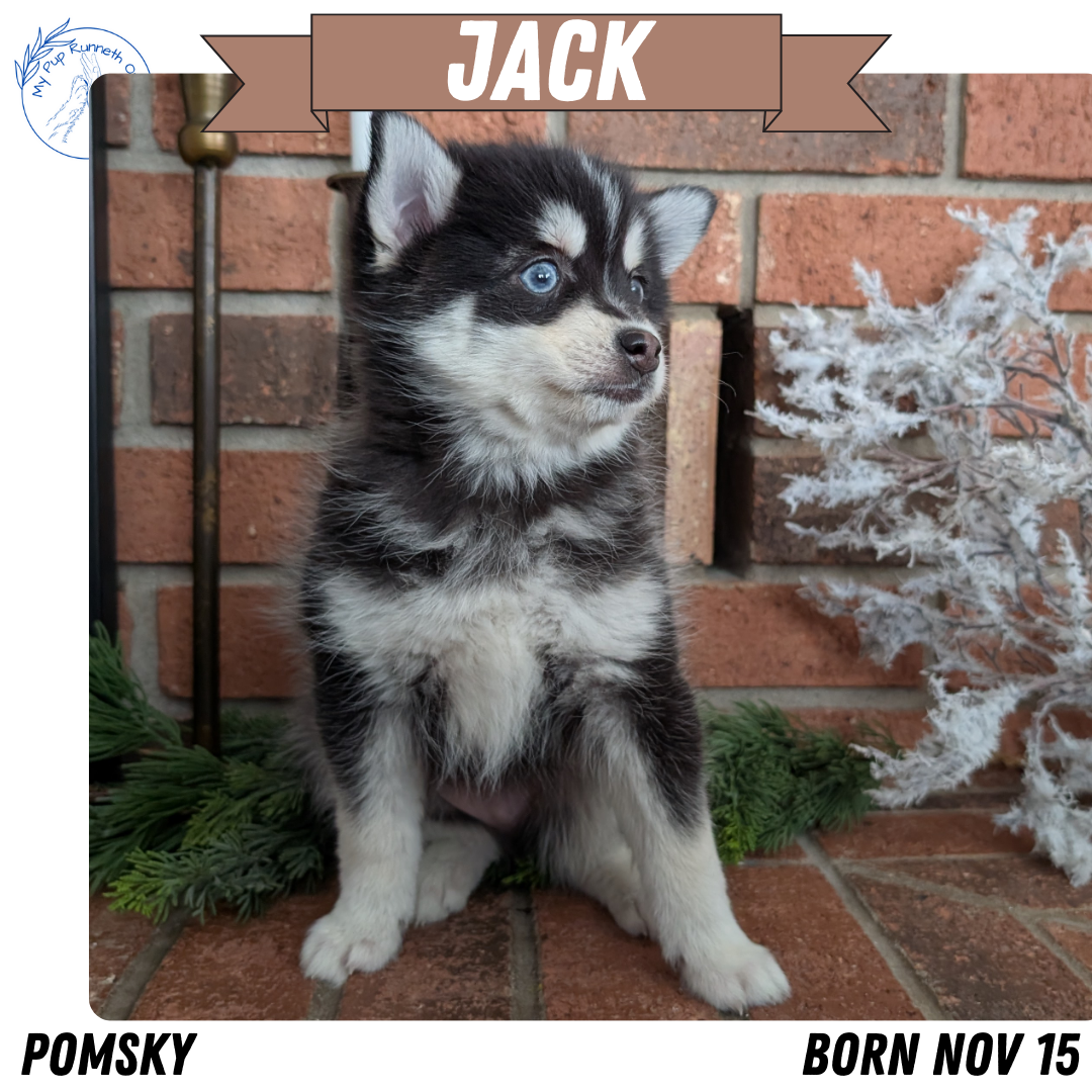 POMSKY (NOV 15) MALE