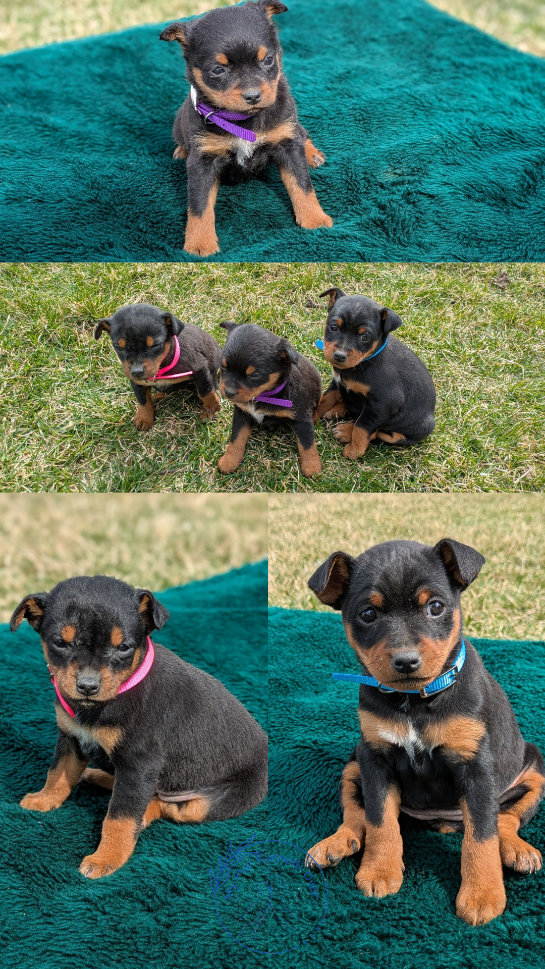 MINI PINSCHER (02/13) FEMALE