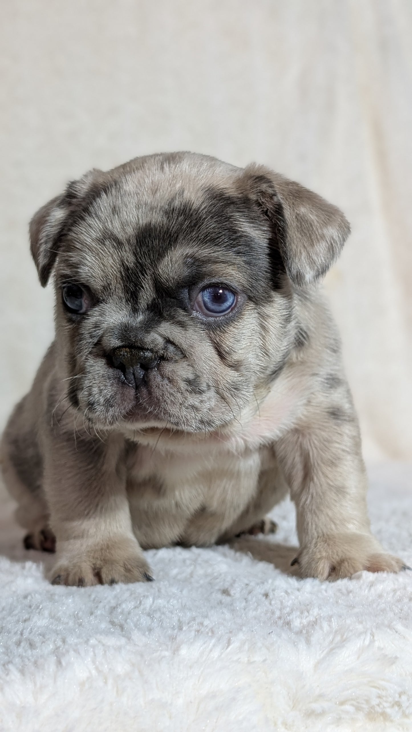 FRENCH BULLDOG (OCT 08) MALES