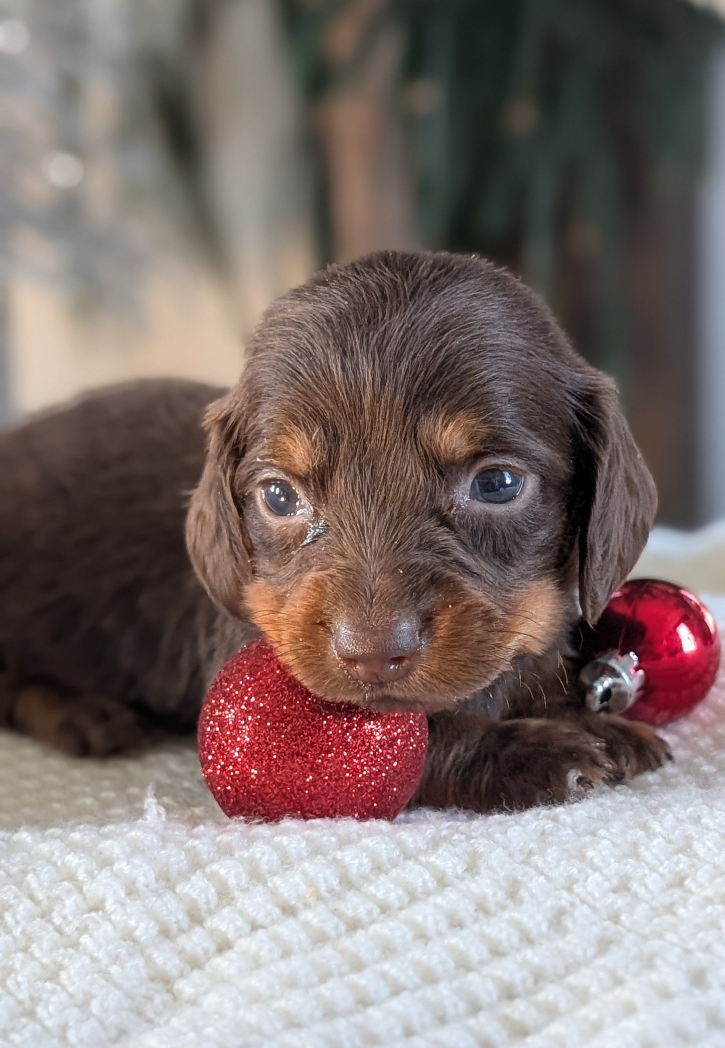 MINI DACHSHUND (NOV 16) MALES