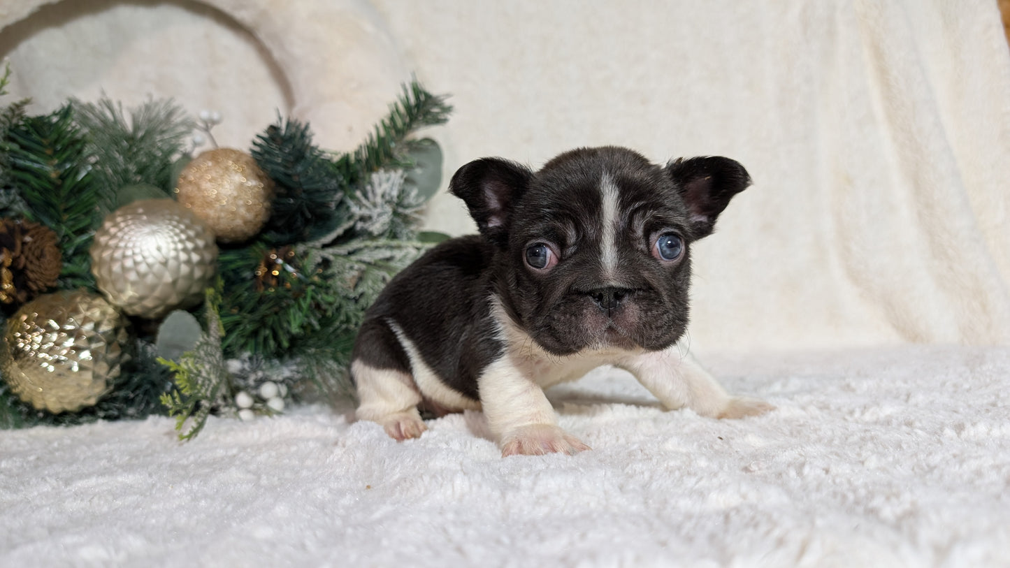 FRENCH BULLDOG (OCT 08) MALES