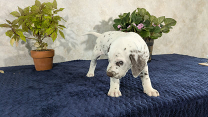 DALMATIAN (02/14) MALE