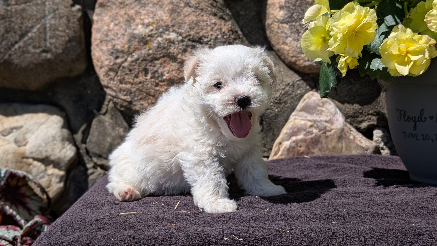 HAVANESE (MAY 14) MALES
