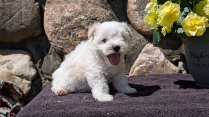 HAVANESE (MAY 14) MALES