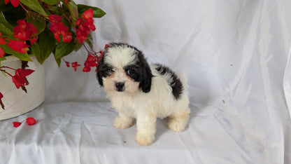 TEDDY BEAR (06/29) FEMALE