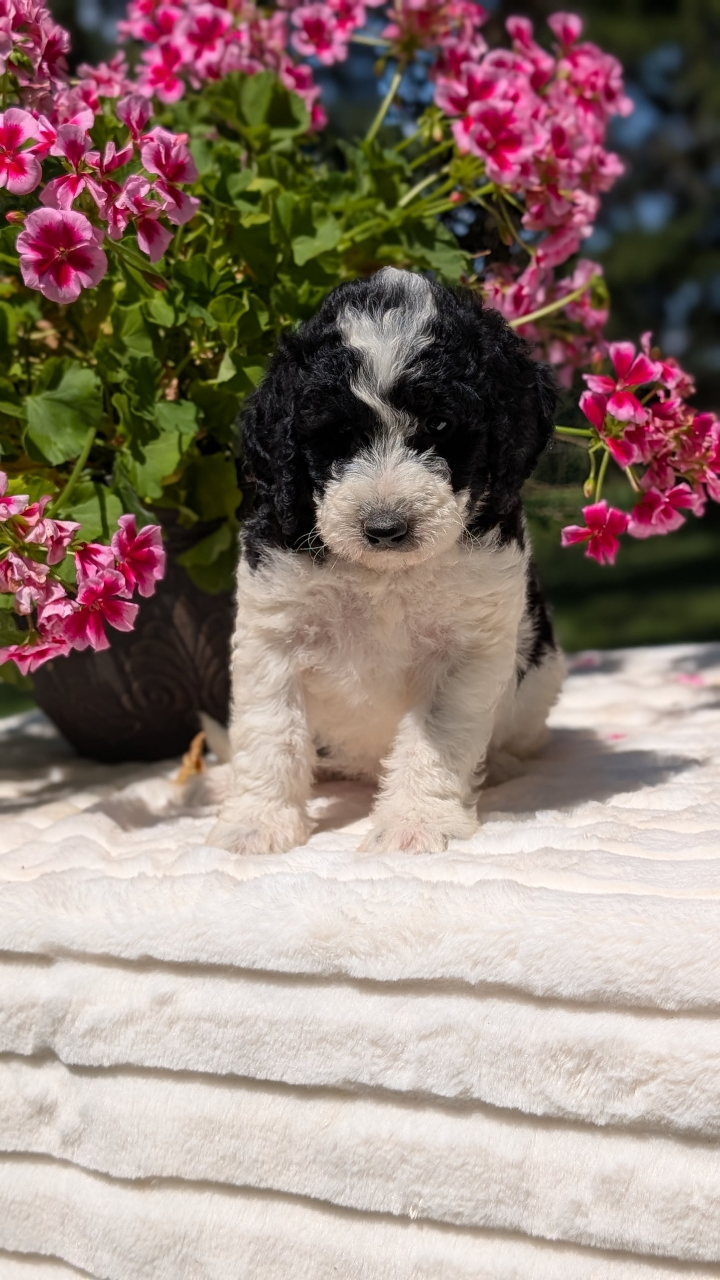 MINI BERNEDOODLE (06/11) FEMALE