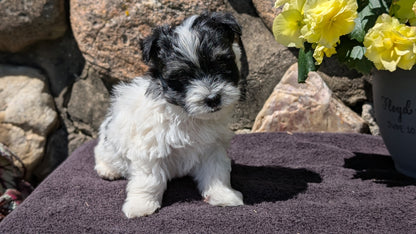HAVANESE (MAY 14) MALES