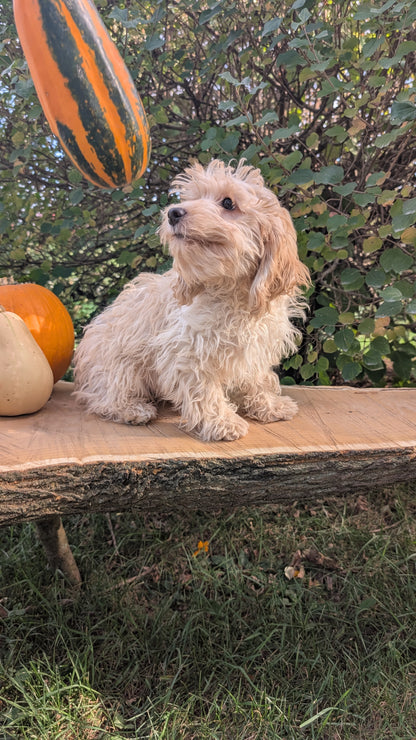 CAVAPOO (05/23) FEMALE