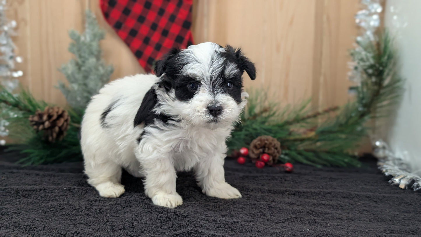 HAVANESE (OCT 25) MALES