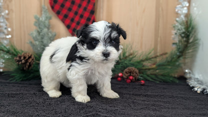 HAVANESE (OCT 25) MALES