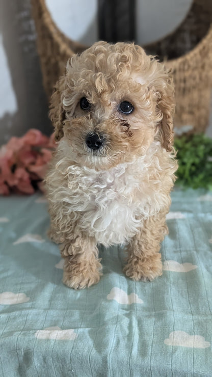 MINI POODLE (DEC 04) MALES