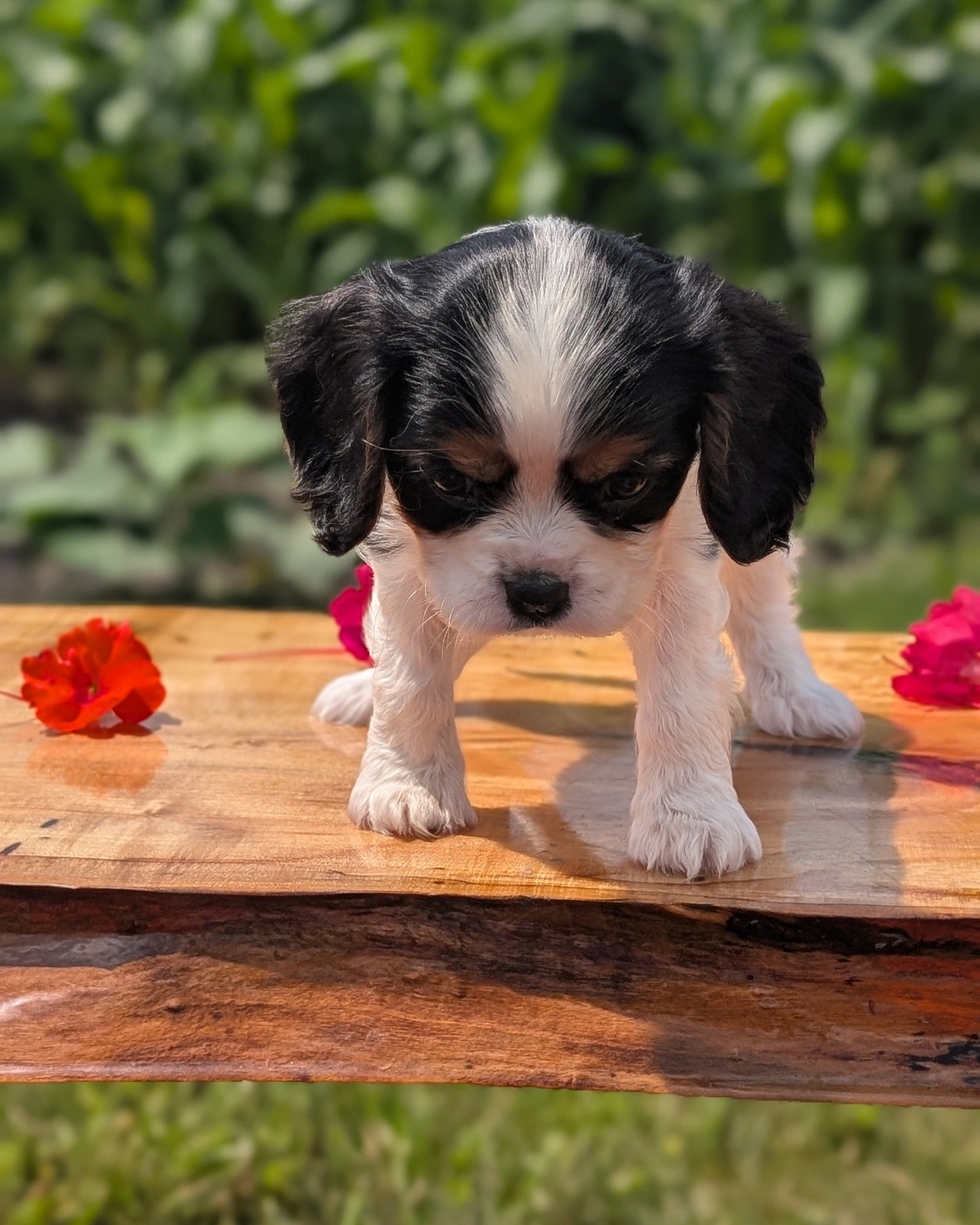 CAVALIER (MAY 30) MALES