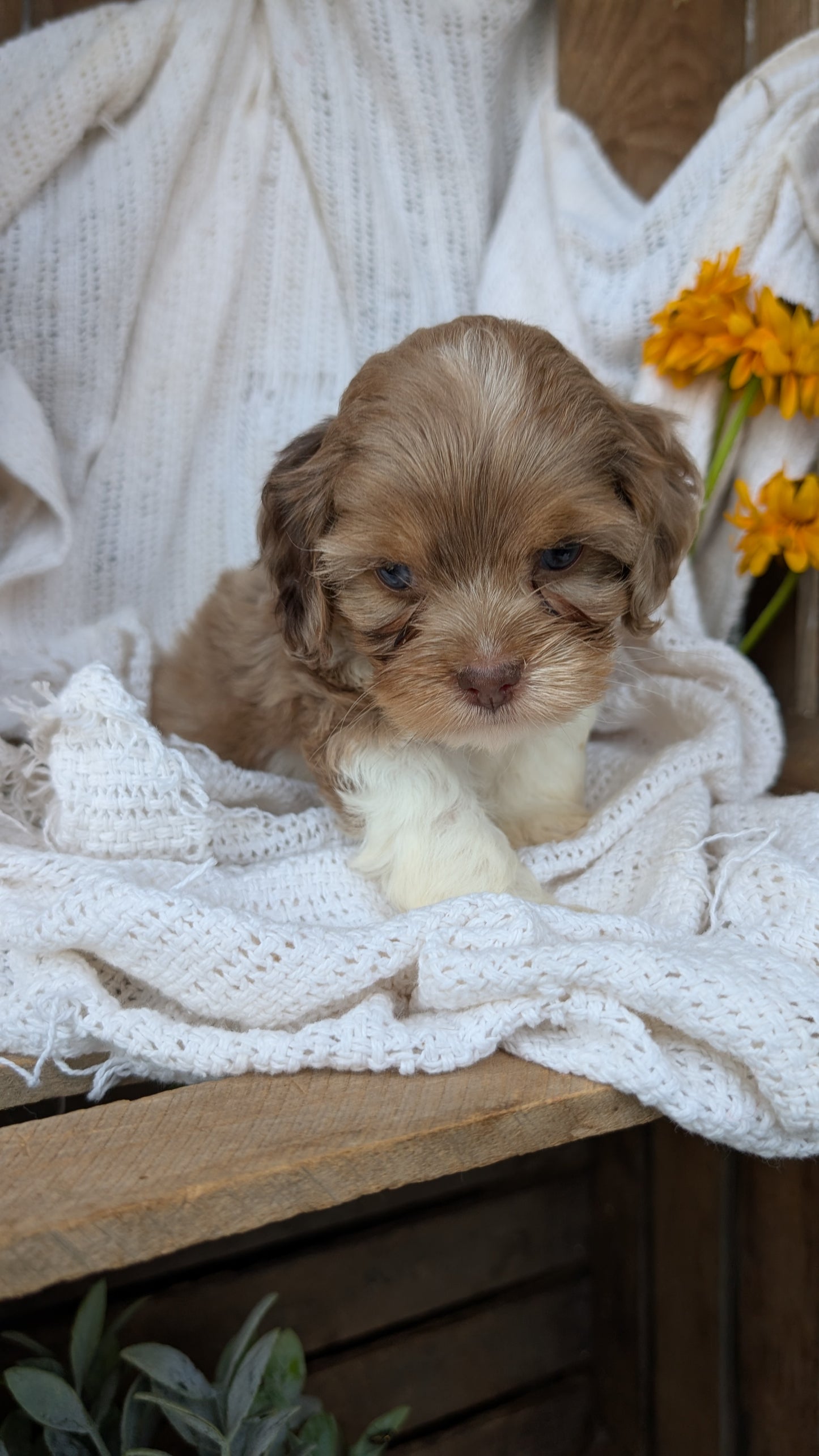 COCKAPOO (06/02) MALE