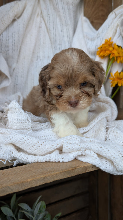 COCKAPOO (06/02) MALE