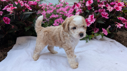MINI AUSSIEDOODLE (06/21) MALE