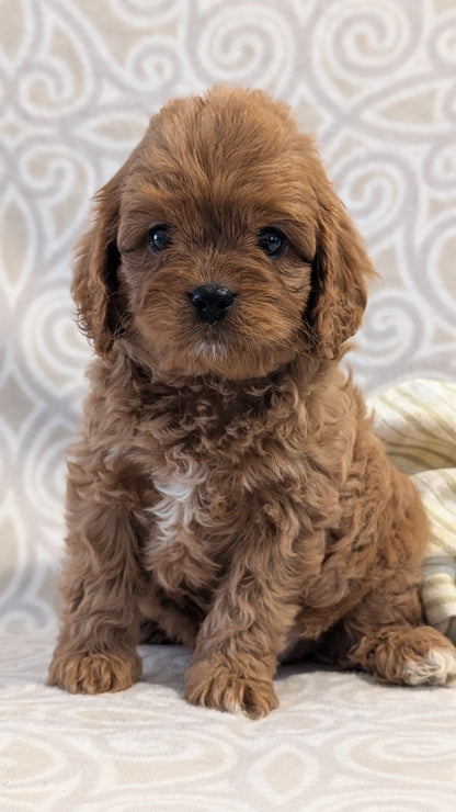 CAVAPOO (FEB 24) MALES