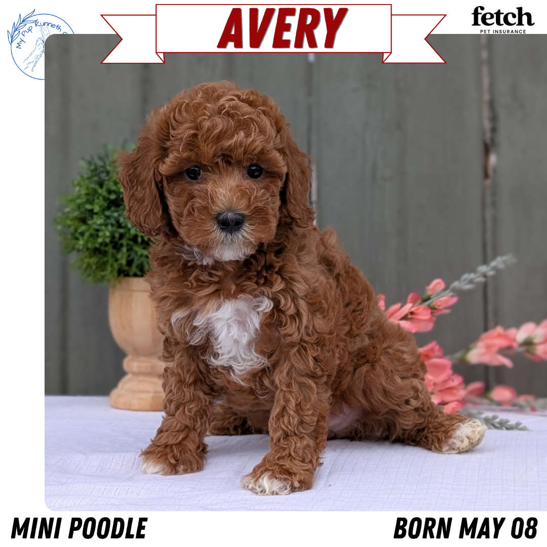 MINI POODLE (MAY 08) FEMALE