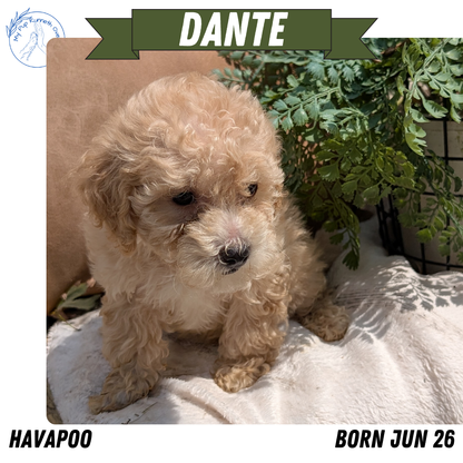HAVAPOO (06/26) MALE
