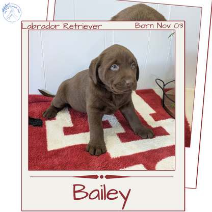 LABRADOR RETRIEVER (11/03) FEMALE