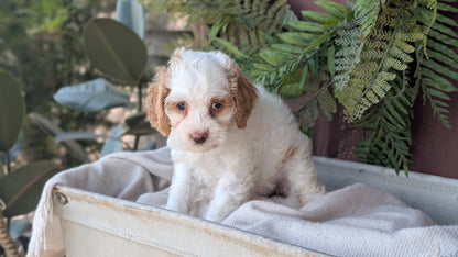 COCKAPOO (MAY 22) FEMALES
