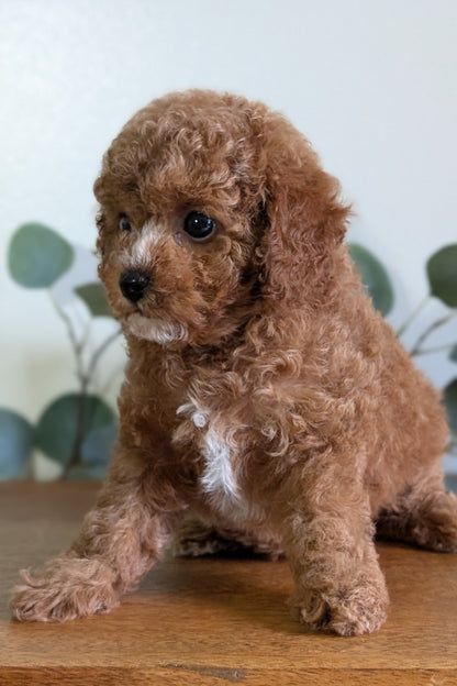 CAVAPOO (JUN 25) FEMALES