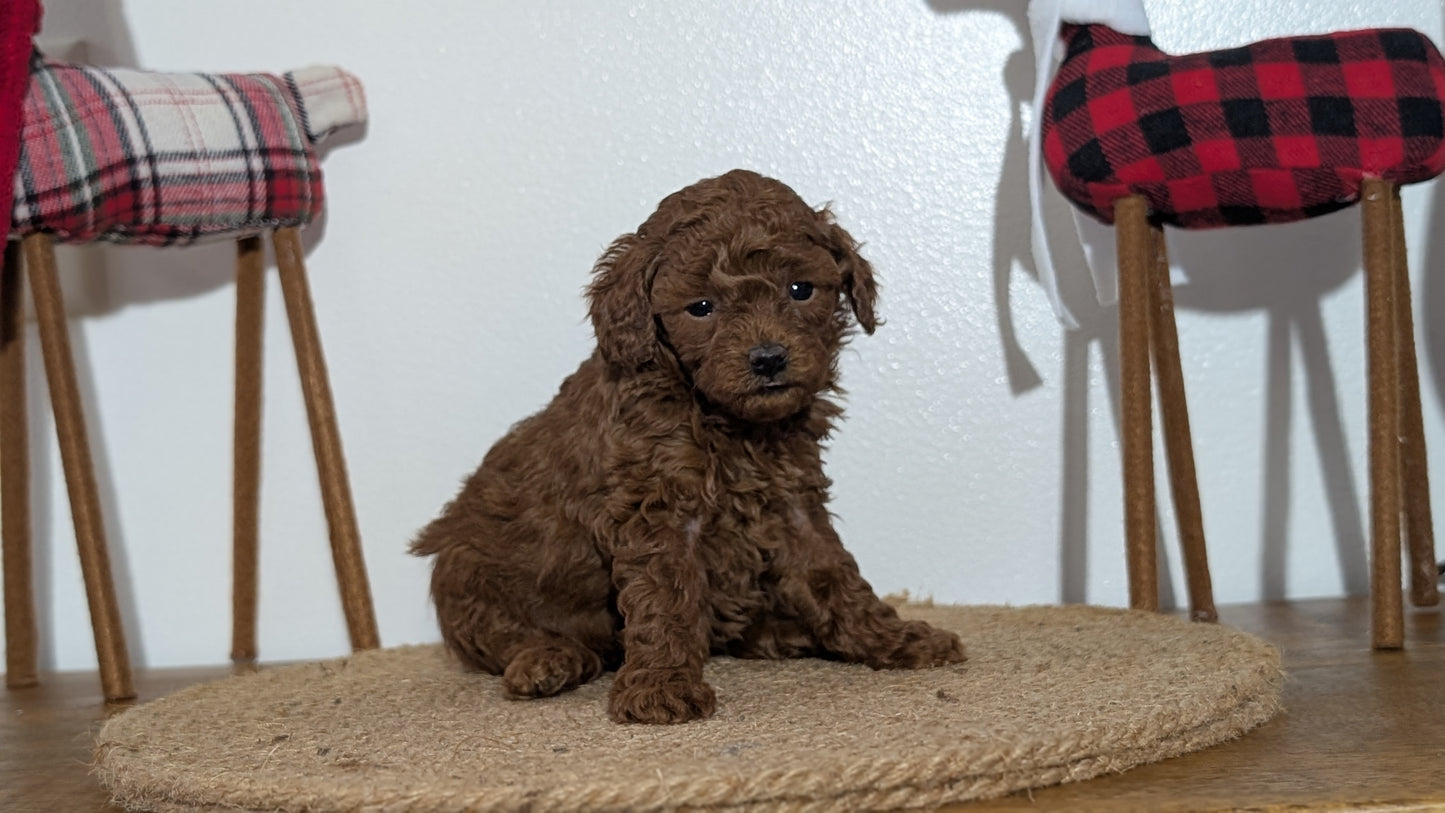 MINI POODLE (NOV 14) FEMALE