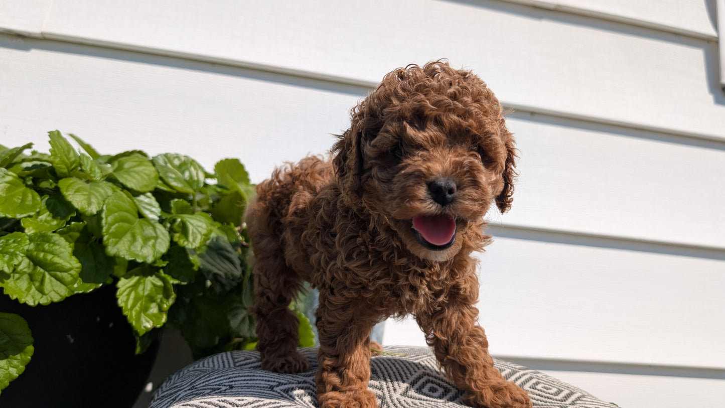 COCKAPOO (08/03) FEMALE