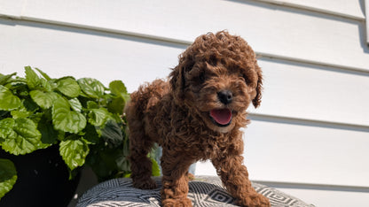 COCKAPOO (08/03) FEMALE