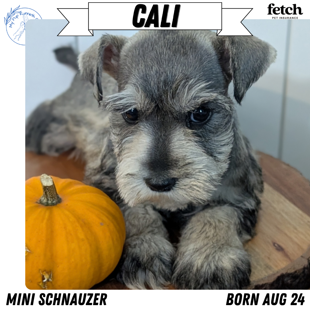 MINI SCHNAUZER (AUG 24) 8 FEMALES