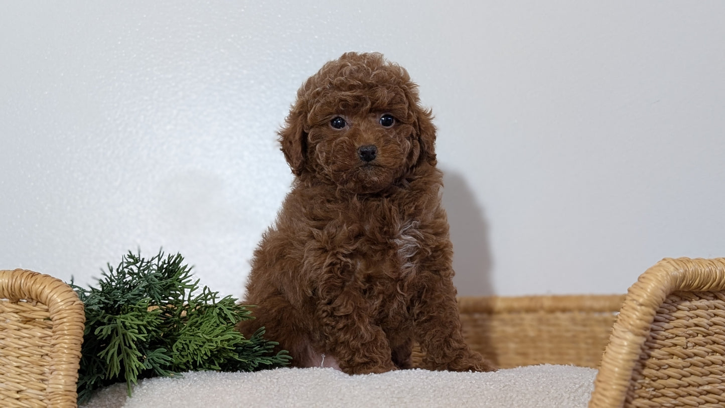 MINI POODLE (NOV 14) MALES