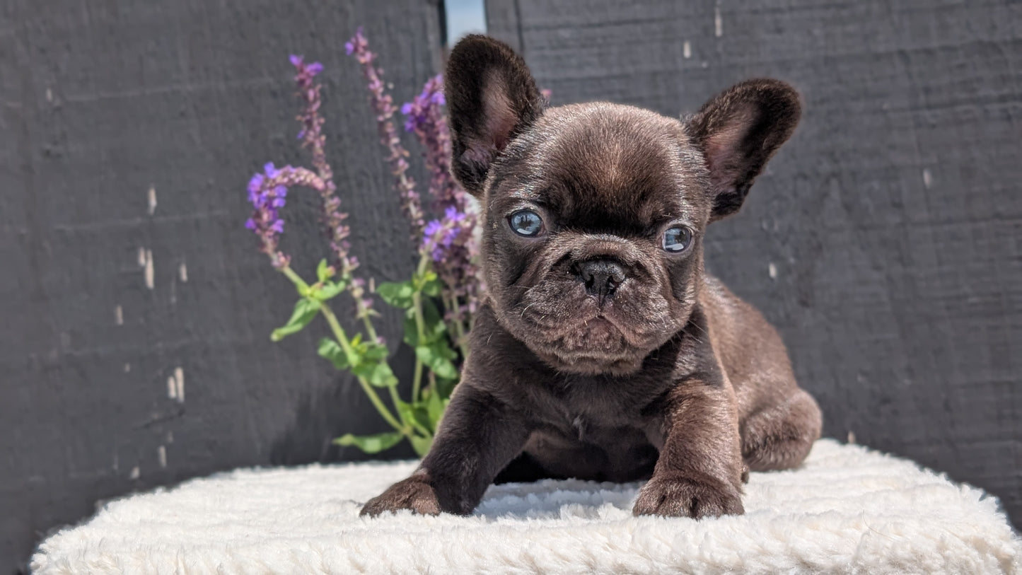 FRENCH BULLDOG (APR 24) MALES