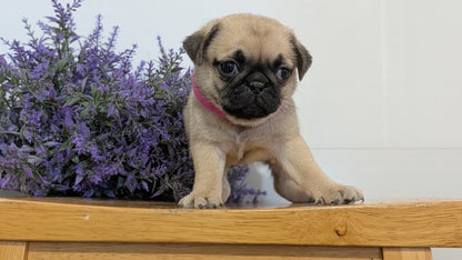 PUG (SEP 12) 4 MALES/1 FEMALE