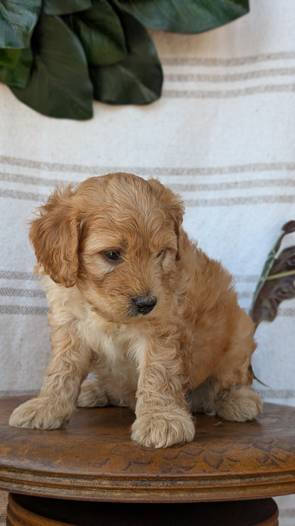 CAVAPOO (MAY 23) MALES