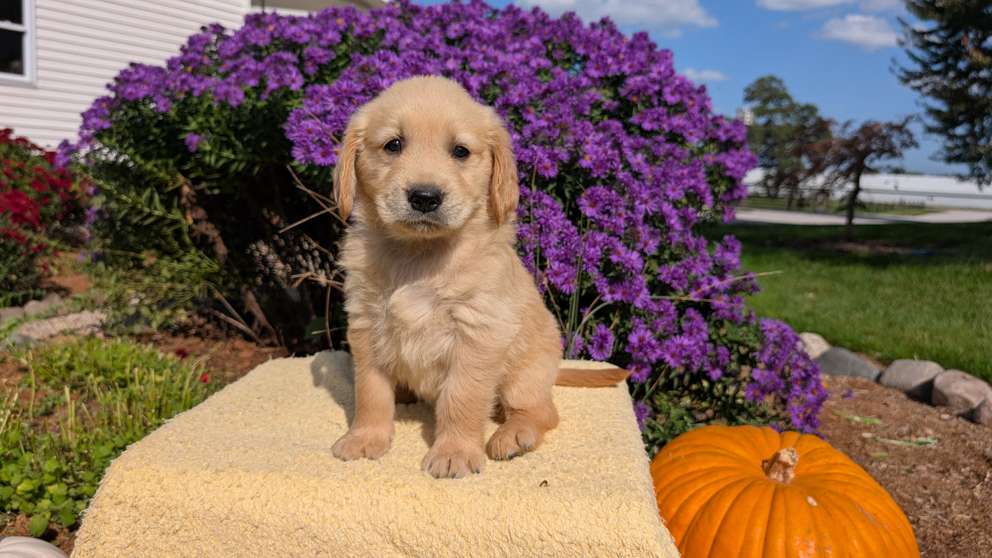 GOLDEN RETRIEVER (08/14) MALE