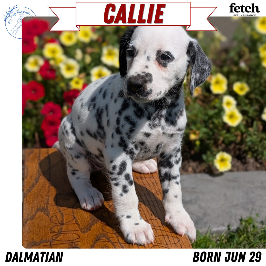 DALMATIAN (JUN 29) FEMALES