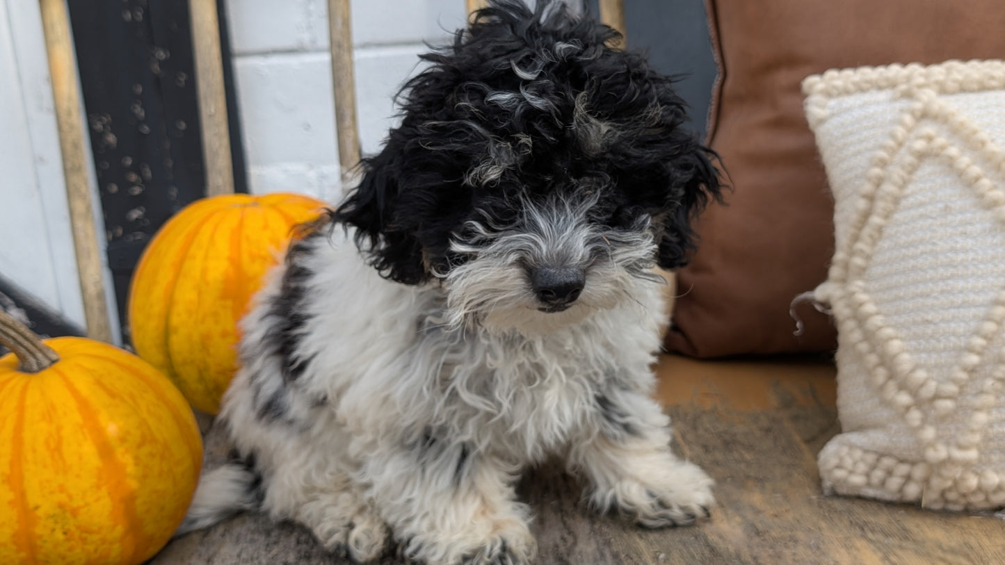 HAVAPOO (06/26) MALE