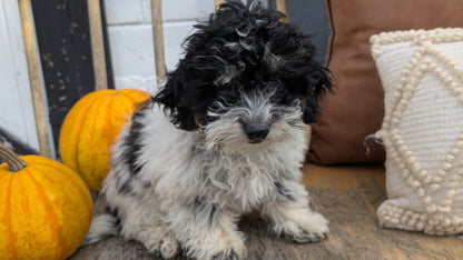 HAVAPOO (06/26) MALE