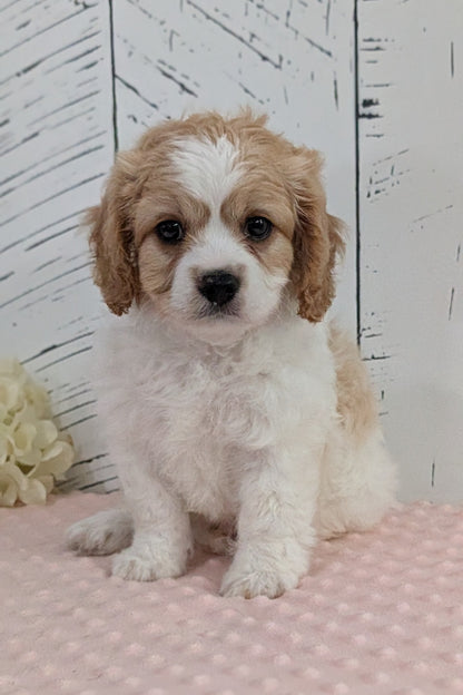 CAVAPOO (JUN 14) MALES