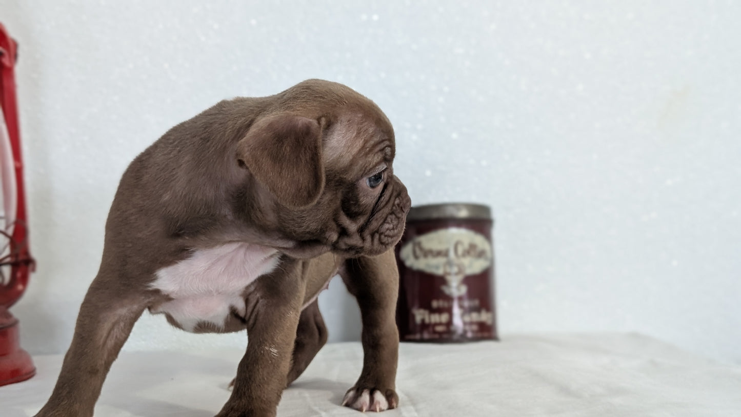 FRENCHTON (NOV 15) FEMALES