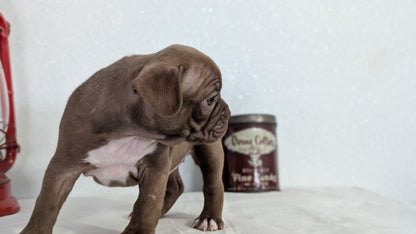 FRENCHTON (NOV 15) FEMALES