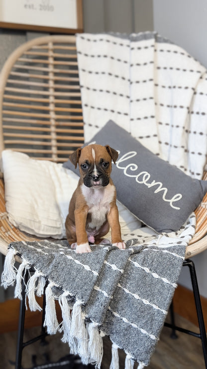 BOXER (OCT 12) MALES