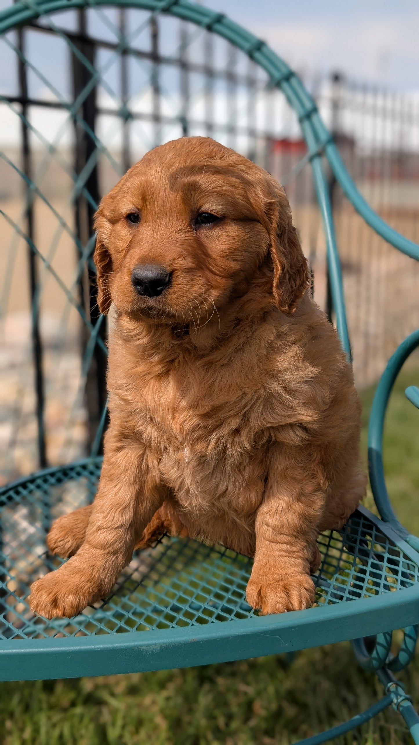 GOLDEN RETRIEVER (FEB 04) FEMALES
