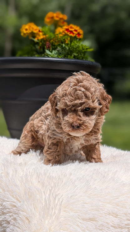 MINI POODLE (MAY 12) FEMALES