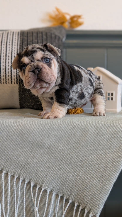 FRENCH BULLDOG (JAN 09) FEMALES