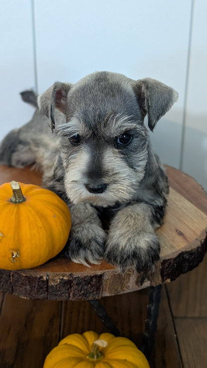 MINI SCHNAUZER (AUG 24) 8 FEMALES